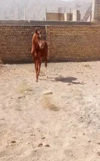 کره اسب