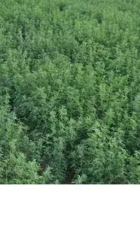 یونجه