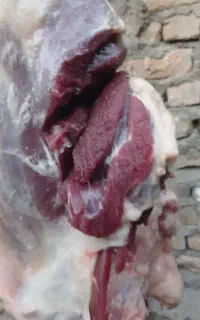 گوشت شیشک زیر قیمت