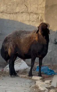 میش