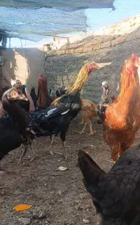 خروس و مرغ لاری مشکی
