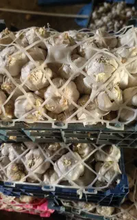 فروش سیر تازه