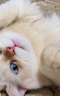 گربه هیمالین ماده ۶ ماهه