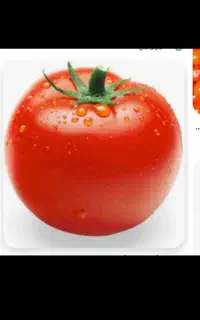 آب گیری گوجه‌فرنگی با دستگاه صنعتی