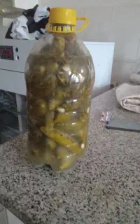 خیار شور،