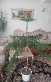 گل کاج مطبق