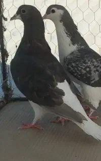 صده ماده