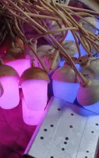 چراغ هفت رنگ ریسه ای با رقص نور حساس به صدا