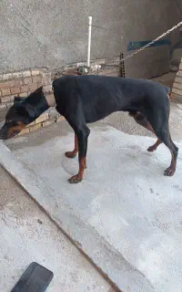 سگ دوبرمن