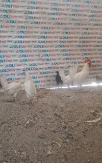 مرغ خروس