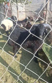 فروش 3عدد بره نر