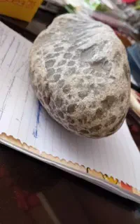 سنگ‌فسیل‌صدف‌بزرگ