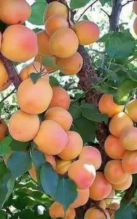 تولیدکننده پخش نهال درخت نهالستان پسته انجیرگردوقم