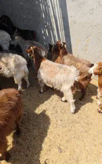 20 عدد بز پرواری