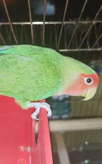 کوتوله برزیلی رخ هلویی گمشده