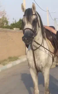 نریان دوسر وارداتی