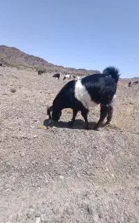 تروشت