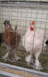جوجه مارانس ، آمرکانا ، آراکانا