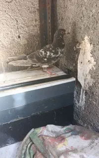 کفتر سوسکی‌گرفتنی