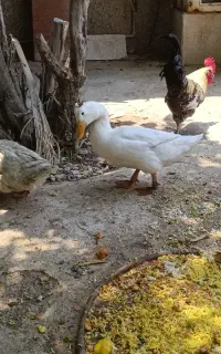 فروش اردک