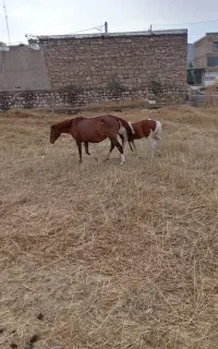 اسب گم شده