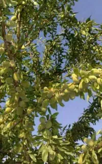 فروش بادام اسکندر در ملایر با گواهی سلامت جهاد