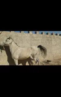 مادیان کیانا