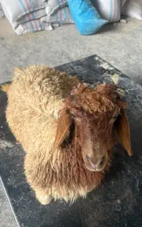 کوسفند نر