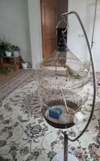 پرنده همراه قفس نفیس