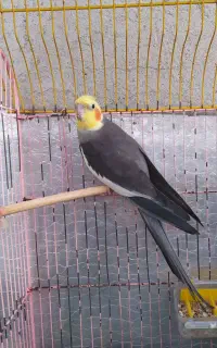 طوطی عروس