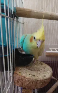 ماده عروس هلندی