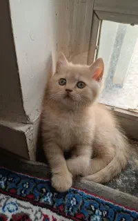 گربه اسکاتیش