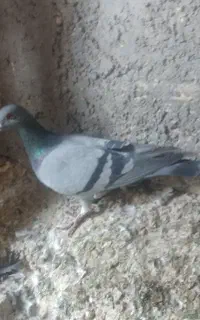 کبوتر پلاکی