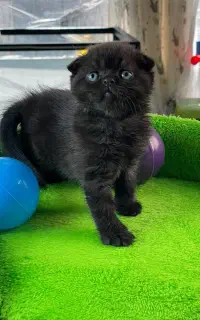 گربه اصیل مشکی صورت خرسی