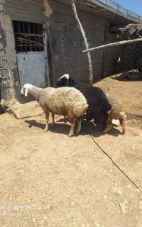 دوعدد قوچ
