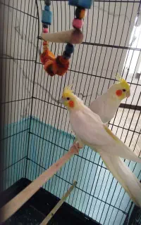 عروس هلندی نر سخنگو