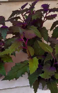 گل و گیاه اپارتمانی