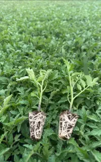 نشا گوجه فلفل بادمجان هندوانه و..‌.