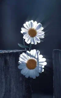 کاشت نهال باغبونی سراب وحومه