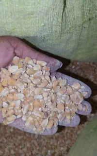 ذرت برزیل