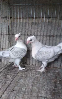 کبوتر طوقی پرپا بلند و بلژیکی رنگ خاص فروشی