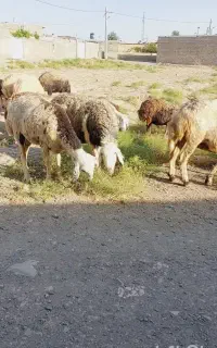 ۱۵کاور آبستن به شرت دستگاه تخمی اصیل پدرمادردار