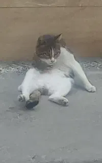 فروش گربه ملوس