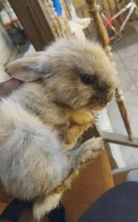 خرگوش گمشده