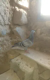 کفتر المانی پلاکی