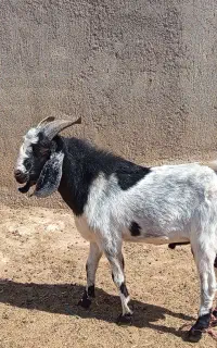 بزغاله چاق
