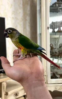 گیرینچیک تازه دون خور
