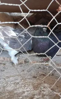 کبوتر یا کفتر