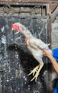خروس طوس پرمرغی
