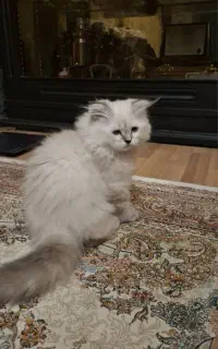 گربه ۳ ماه هیمالین بریتیش